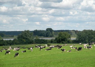 Tiere auf unserem Hof